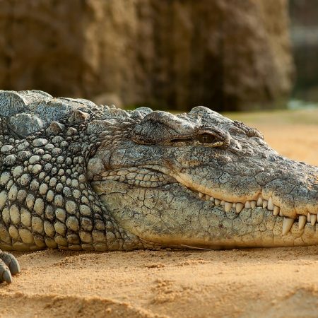 Camping Drome Ferme Crocodile